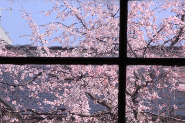6392-15.3.31祇園しだれ桜　窓からアップ１.jpg